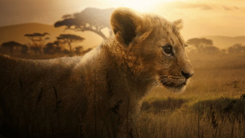 Lion 1. Sezon 4. Bölüm